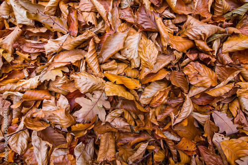 closeup red dry leaves on ground, seasonal natural background