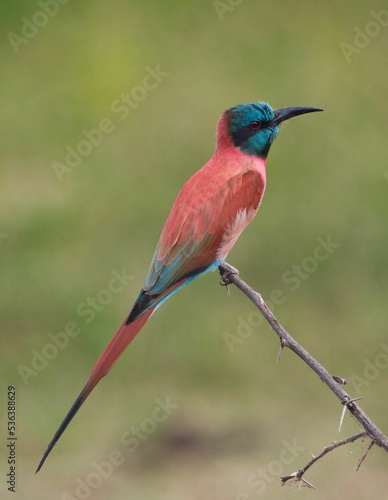 Canvas Print Closeup of a carmine bee-eater on a tree branch in Kenya