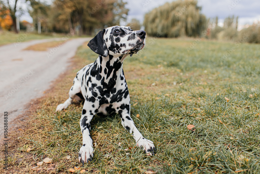 Dalmatian dog on a walk in nature.