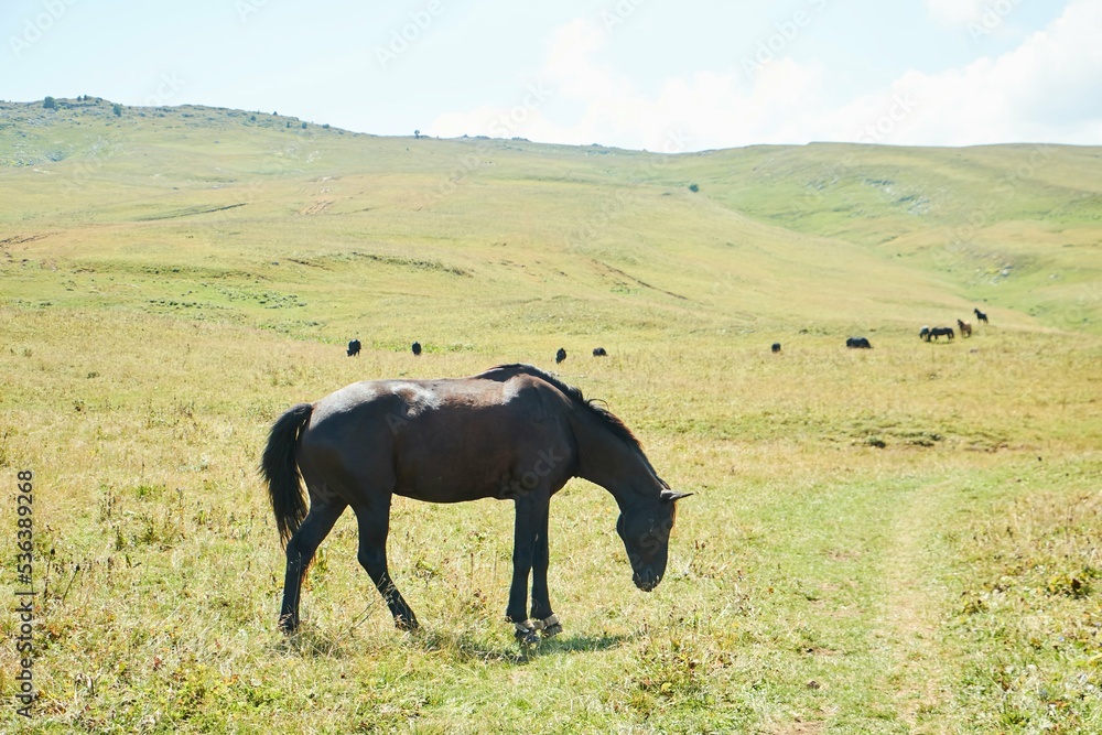 A horse is grazing in the forest. Mountainous terrain. Animals in the wild.