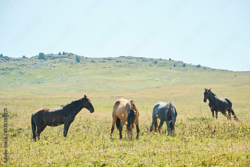 Horses grazing in a wild field. Mountainous terrain. Animals in the wild. Horses grazing in a wild field. Mountainous terrain. Animals in the wild.
