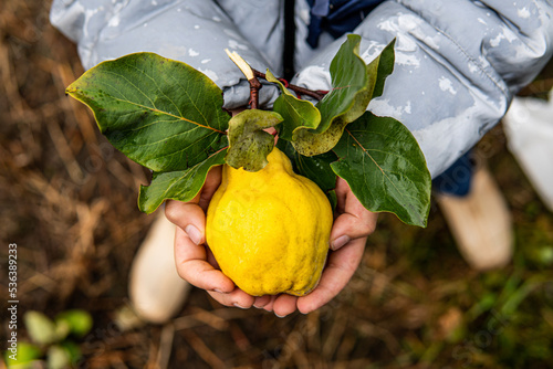 quince reached in autumn on the street photo