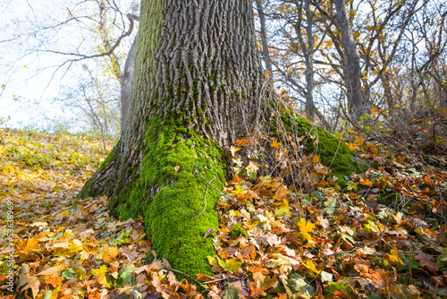 closeup alone tree among red dry keaves in forest photo