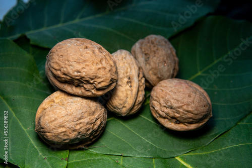 A walnut on a walnut leaf