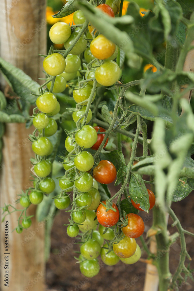 Branches with round green and red tomatoes hang from a bush in the garden. The theme of gardening and growing eco-friendly products.