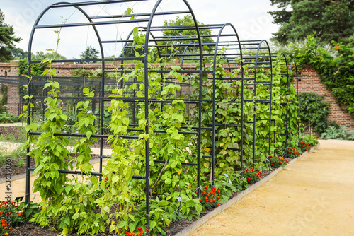 Metal flower arches with climbing plants in the garden. Landscape garden design.