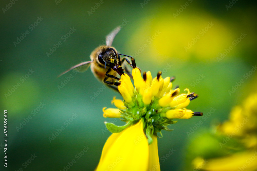 Close-up of Honey Bee pollinating a yellow flower pollen on face in West Virginia Woods Close-up of Honey Bee pollinating a yellow flower pollen on face in West Virginia Woods