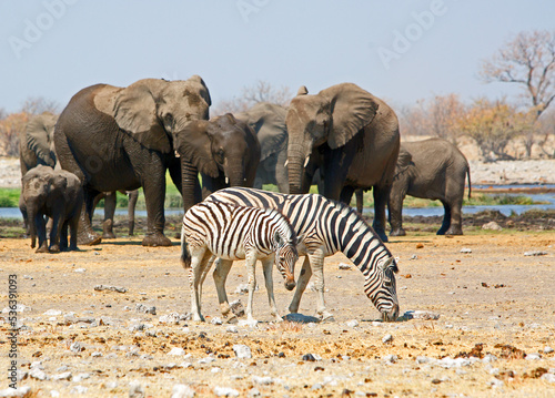 Mother and foal zebra browsing on the dry plains, with a herd of elephants in the background. Etosha, Namibia, Southern Africa