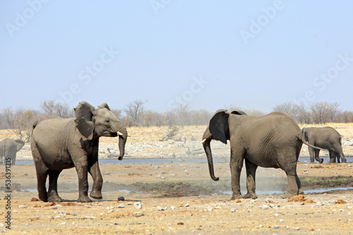 Young Elephants at a waterhole - with ears flapping and trunk swaying. Etosha National Park, namibia, Southern Africa