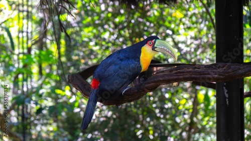 Closeup of the green-billed toucan, Ramphastos dicolorus perched on the branch. photo