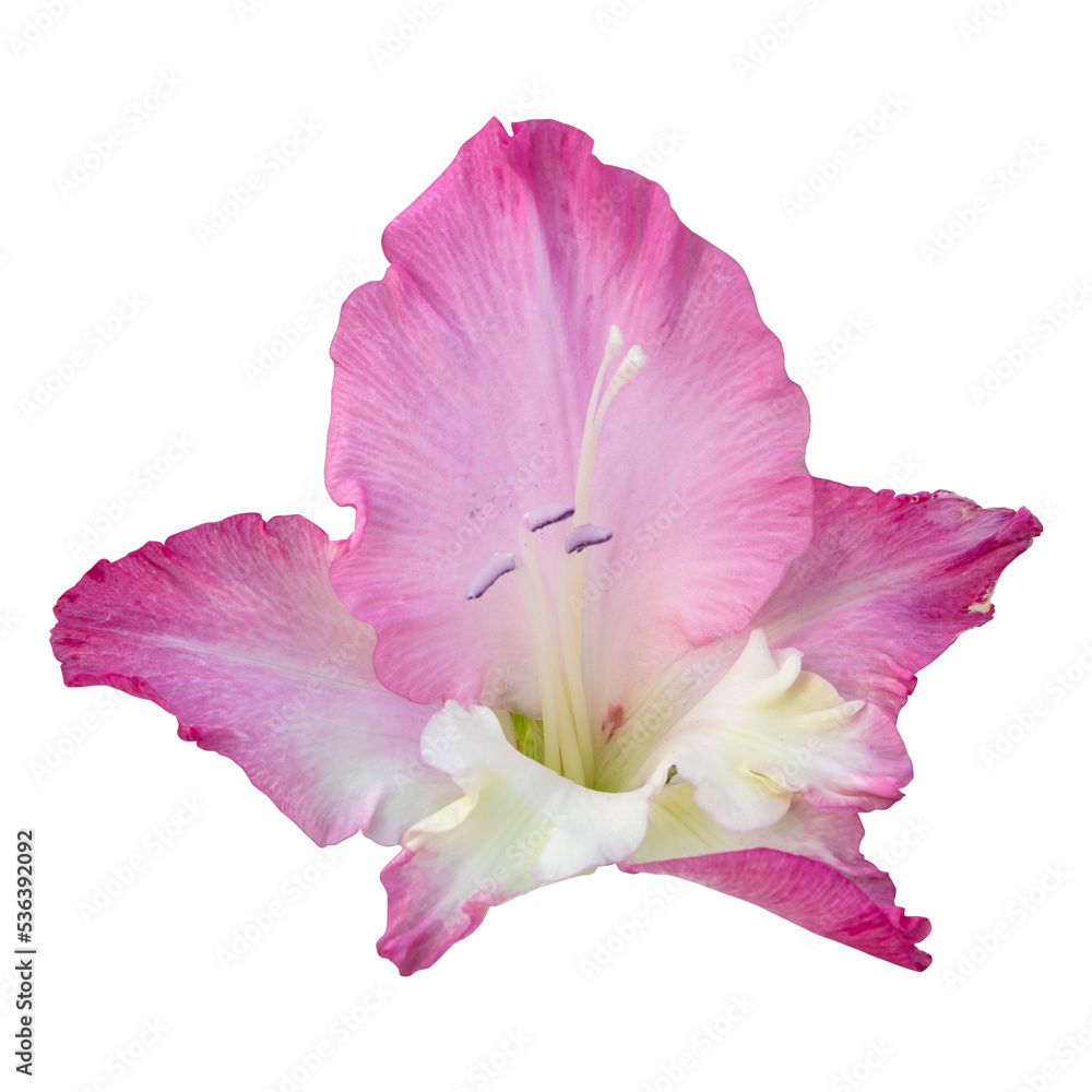 Naklejka premium Pink gladiolus flower isolated on transparent background