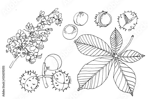 Chestnut tree blossom, leaf, fruit, seeds. Conifers are the seed of the horse chestnut tree. Set. Hand drawn vector illustration