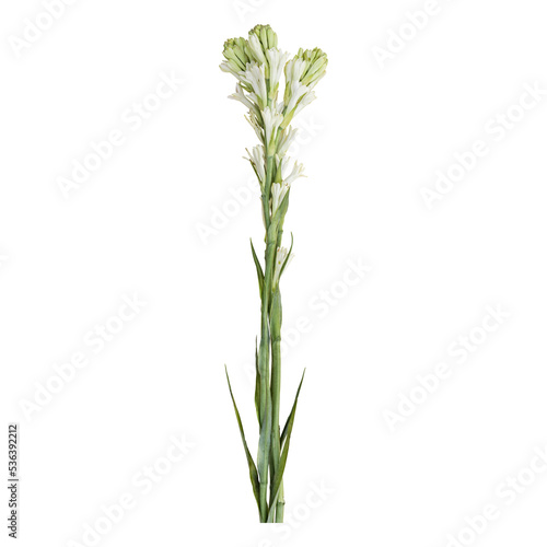 Tuberose flower stems isolated on transparent background