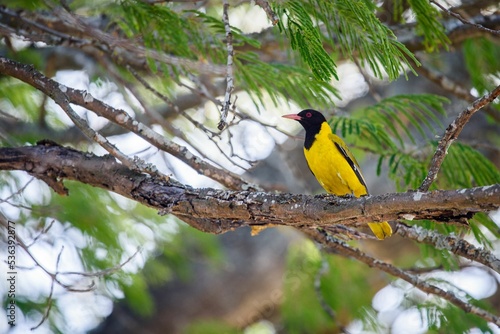 Εκτύπωση καμβά Yellow black-headed oriole bird perched on a branch of an evergreen tree