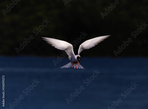Caspian tern flying over the lake with perfect symmetry and wing position.