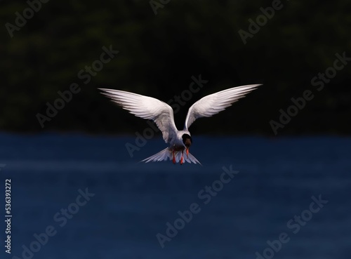 Caspian tern flying over the lake with perfect symmetry and wing position. photo