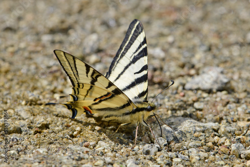 drinking Scarce swallowtail // trinkender Segelfalter (Iphiclides podalirius) - Greece