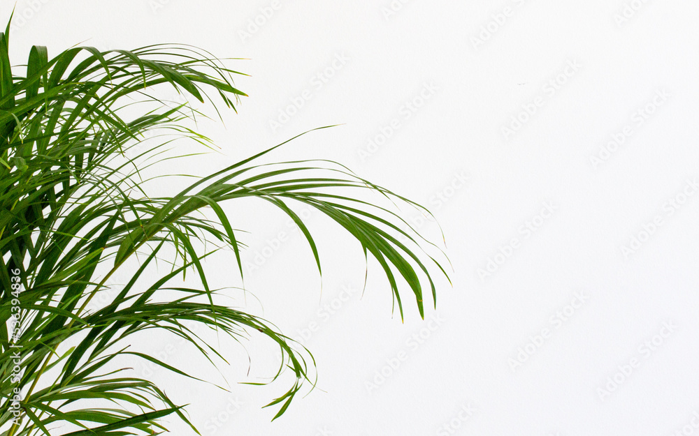 Decorative Areca palm near white wall