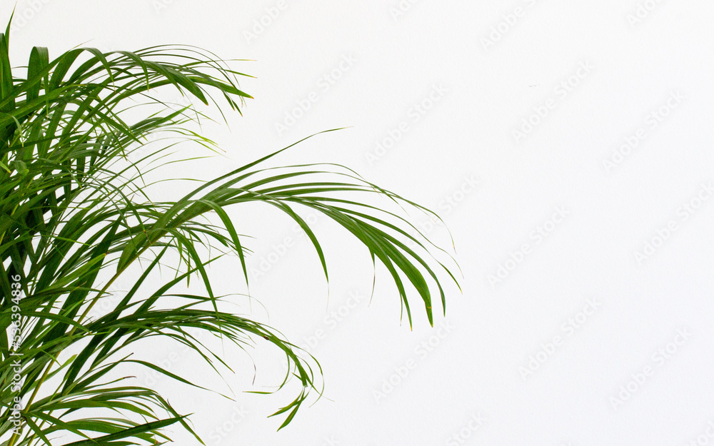 Decorative Areca palm near white wall Decorative Areca palm near white wall