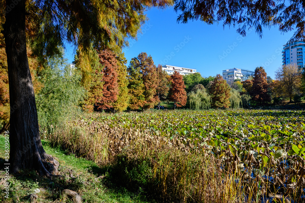Fototapeta premium Autumn landscape with dried green leafs of water lily (Nymphaeaceae) plants on a water surface and yellow and orange trees in Circus Park (Parcul Circului) in Bucharest, Romania in a sunny day.