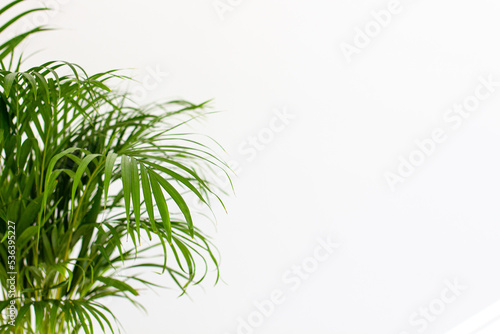 Decorative Areca palm near white wall
