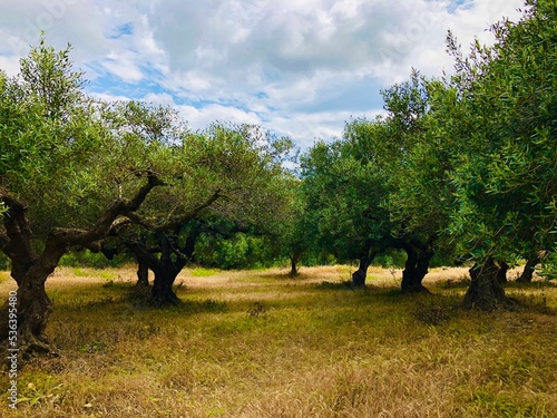 Row of olive trees, Olea europaea on the island of Crete, Greece under a cloudy sky
