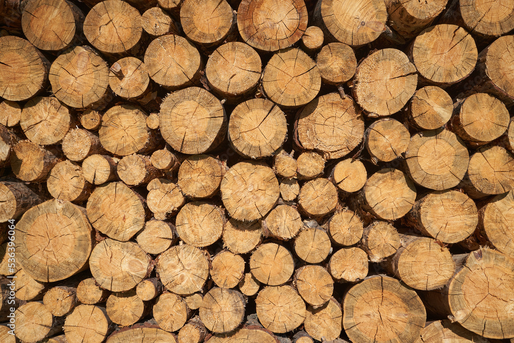 Log wall texture full frame Log wall texture full frame