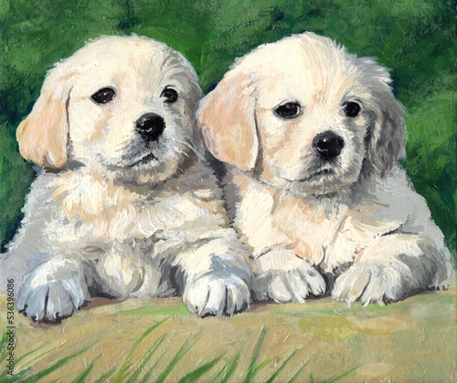 Photography Portrait of two golden retriever puppies, biscuit colour