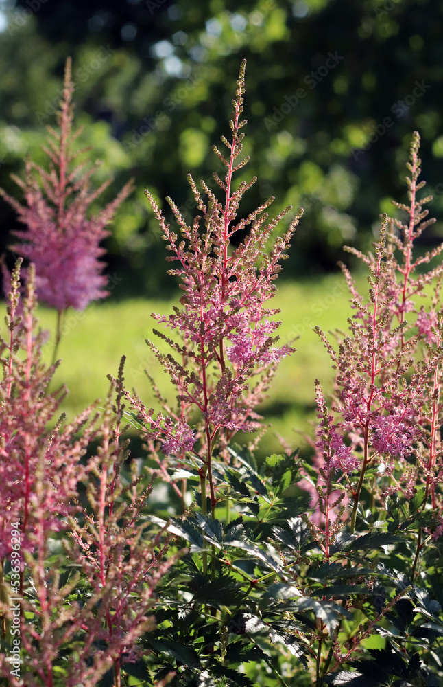 Astilbe flower in the garden Astilbe flower in the garden