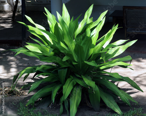 Plant of the genus Aspidistra  photo