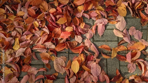 beautiful autumn leaves