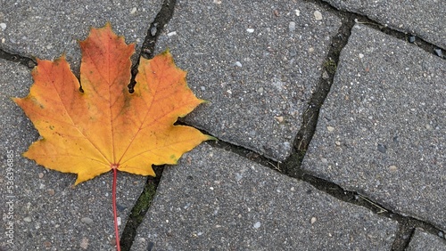 orange maple leaf on gray tiles