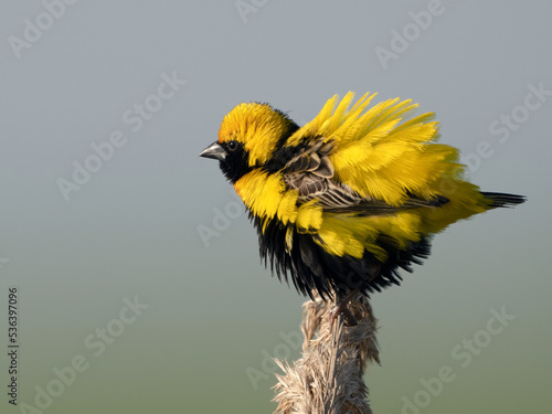 Yellow-crowned bishop (euplectes afer). photo