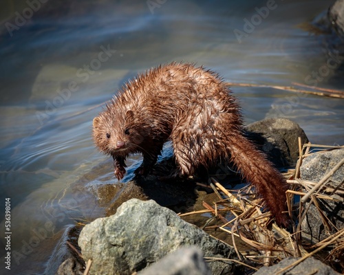 A small Mink standing on small rocks next to a lake photo