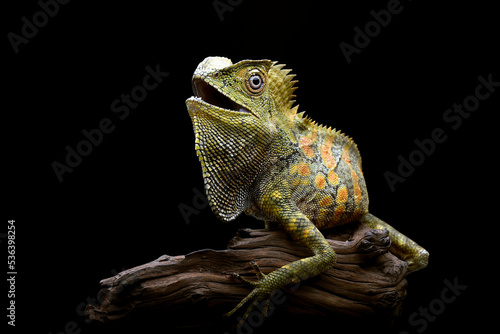 Boyd's forest dragon (Lophosaurus boydii) on a piece of wood, Indonesia photo