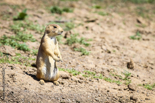 Prairie Dog on the lookout in Denver Colorado in field