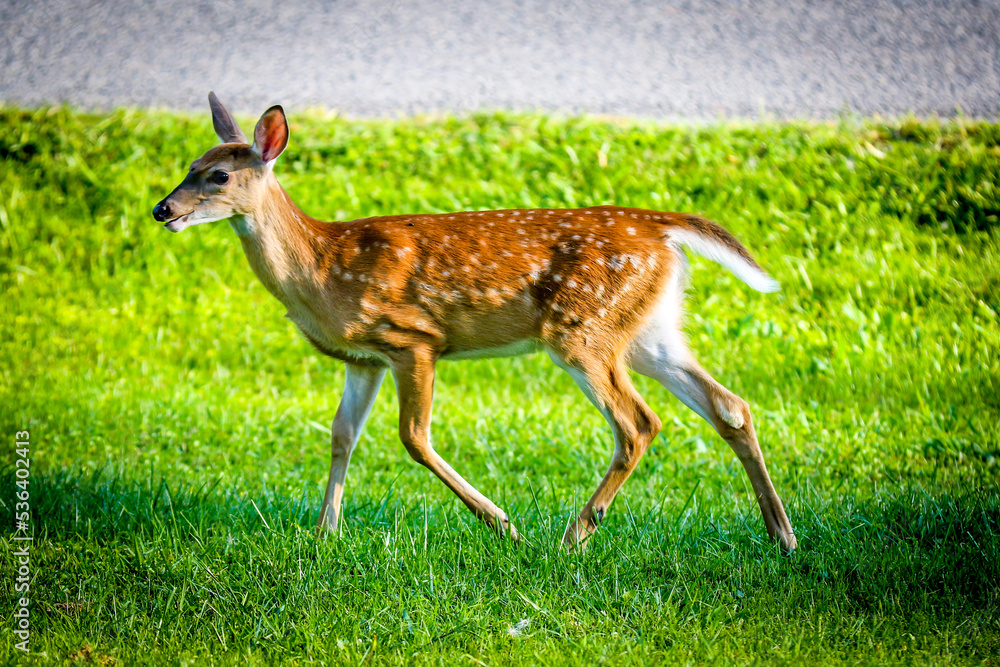 Fawn following mama deer looking for food in a residential neighborhood in West Virginia Covered in Flies Fawn following mama deer looking for food in a residential neighborhood in West Virginia Covered in Flies