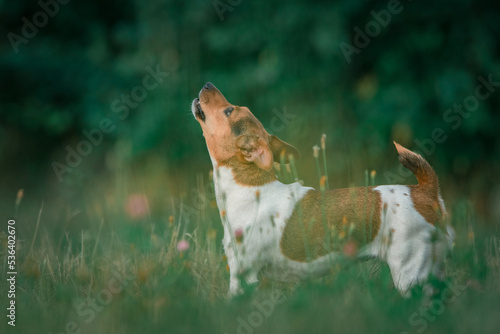 Young beautiful thoroughbred Jack Russell Terrier on a walk in the field.