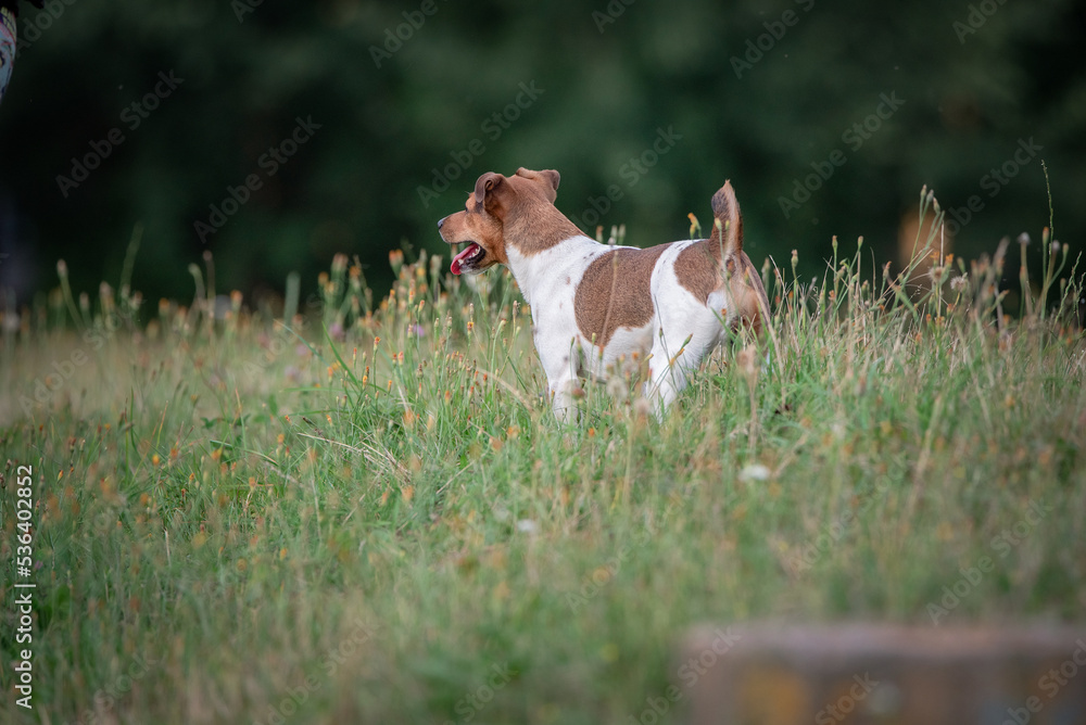 Young beautiful thoroughbred Jack Russell Terrier on a walk in the field.