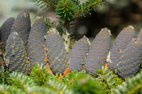 Cones of Korean Fir. Abies koreana. Cones with resin.