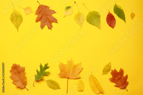 Leaves frame. Layout of colorful composition of mixed multicolored fallen autumn leaf leaves on yellow background. Natural foliage. Fall concept. Top view. Flat lay. Copy space. Space for text