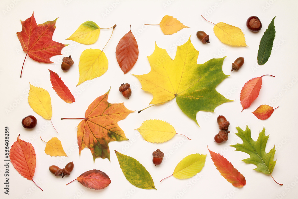 Leaves pattern. Creative layout of colorful composition of mixed multicolored fallen autumn leaves chestnuts on white background. Natural foliage. Fall concept. Autumn mood. Top view. Flat lay.