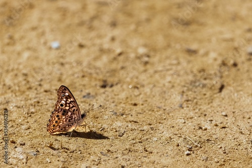 Side selective focus of a Hackberry emperor on the ground with blurred background photo