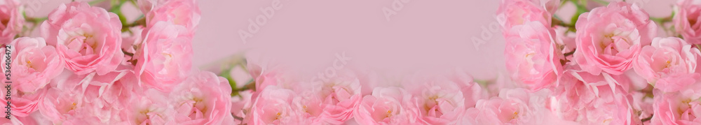 Beautiful rose flower in the garden. Rose flower background. Rose flower texture. Beautiful rose banner.   Coopy space