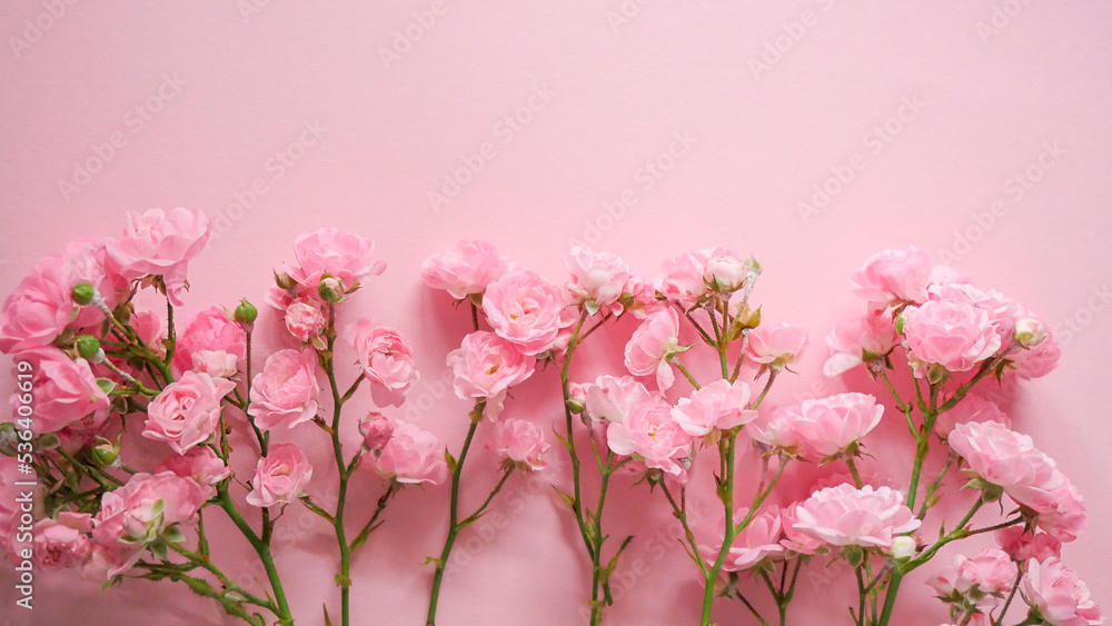 Beautiful rose flower in the garden. rose flower background. rose flower texture. Lovely rose. Pink roses on a pink background.