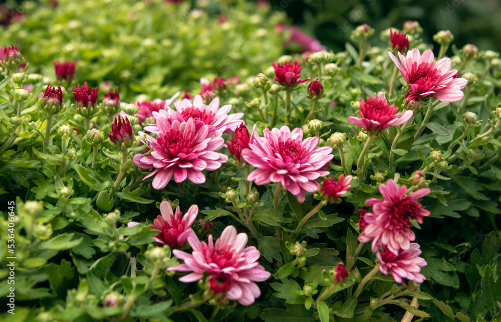 pink autumn flowers in the garden