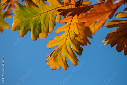 Autumn colorful bright leaves on an oak tree