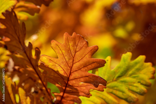 Autumn landscape. Autumn colorful bright leaves on an oak tree