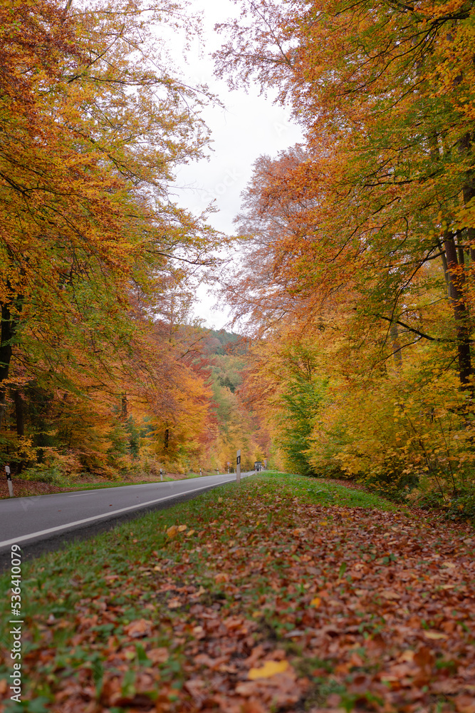  Road in autumn,  forest with beautiful colors