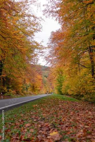  Road in autumn   forest with beautiful colors